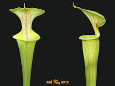 S. flava var. ornata - Elegant