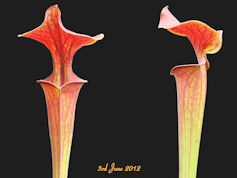 S. flava var. atropurpurea - I