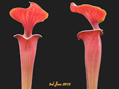 S. flava var. atropurpurea - A
