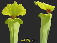 S. flava var. rugelii - Clone 