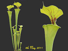 S. flava var. flava - Crest Vi