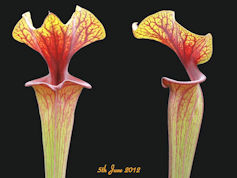 S. flava var. ornata - Red thr
