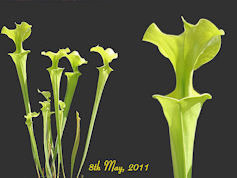 S. flava var. maxima - Yellow 
