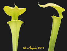 S. flava var. cuprea - Bronze 