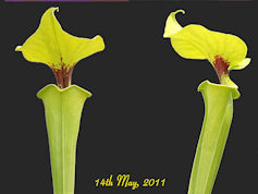 S. flava var. rugelii - 2nd Si