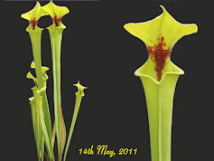 S. flava var. rugelii - Giant 
