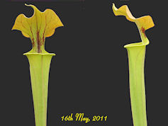 S. flava var. cuprea x flava -