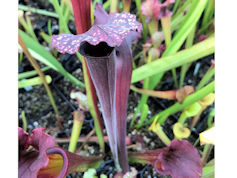 S. 'Vampire'