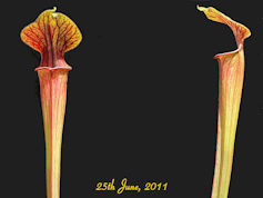 S. flava x rubra