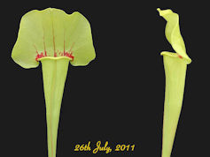 S. 'Big green, red splotch'