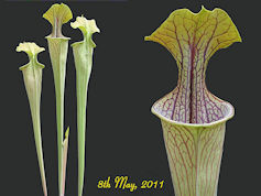 S. oreophila - Heavy veined fo