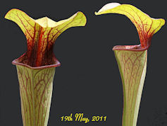 S. oreophila - Heavy vein purp