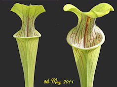 S. oreophila - Walker Clone - 