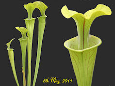 S. oreophila - Clay County, No