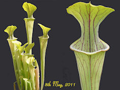 S. oreophila - Clone 1 - Boaz 