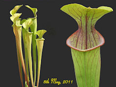 S. oreophila - heavily veined 