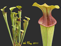 S. oreophila - Purple throat