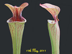 S. oreophila - Red, robust