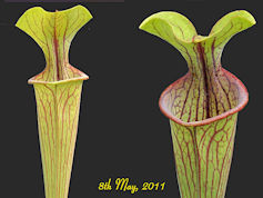 S. oreophila - Heavy red veine