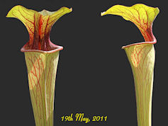 S. oreophila - Sand Mountain, 