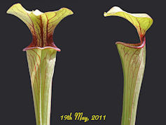 S. oreophila - Red lip and thr