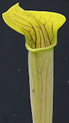 S. alata - Giant, green, very 