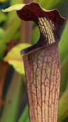 S. alata var. nigrapurpurea - 