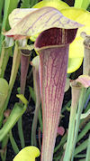 S. alata - DeSoto, Mississippi