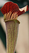 S. alata - DeSoto, Mississippi