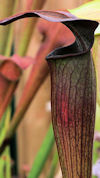 S. alata - Red throat - Perry 