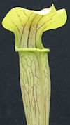 S. alata var. rubrioperculata 