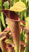 S. alata var. ornata - MSA3C x