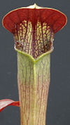 S. alata var. nigropurpurea x 