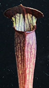 S. alata var. nigropurpurea x 