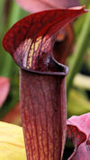 S. alata - Black Tube, Pubesce