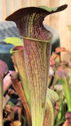 S. alata - Black Tube, sculpte