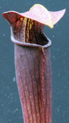 S. alata - Black Tube, sculpte