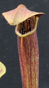 S. alata - Black Tube, sculpte