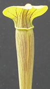 S. alata - Black Tube, sculpte