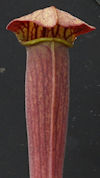 S. alata - Giant, almost black