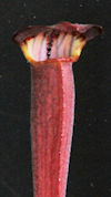 S. alata - Giant, almost black