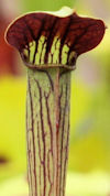S. alata - Purple Throat Giant