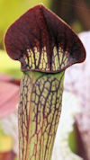 S. alata - Purple Throat Giant