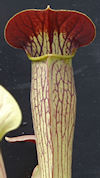 S. alata - Purple Throat Giant