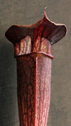 S. alata - bulbous red lid - M