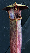 S. alata - Dutch Super - A. Fi