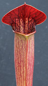 S. alata - Perry County - red 