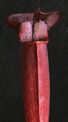 S. alata - Perry County - red 