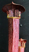 S. alata - Perry County - red 