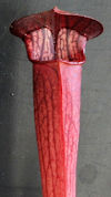 S. alata - Perry County - red 